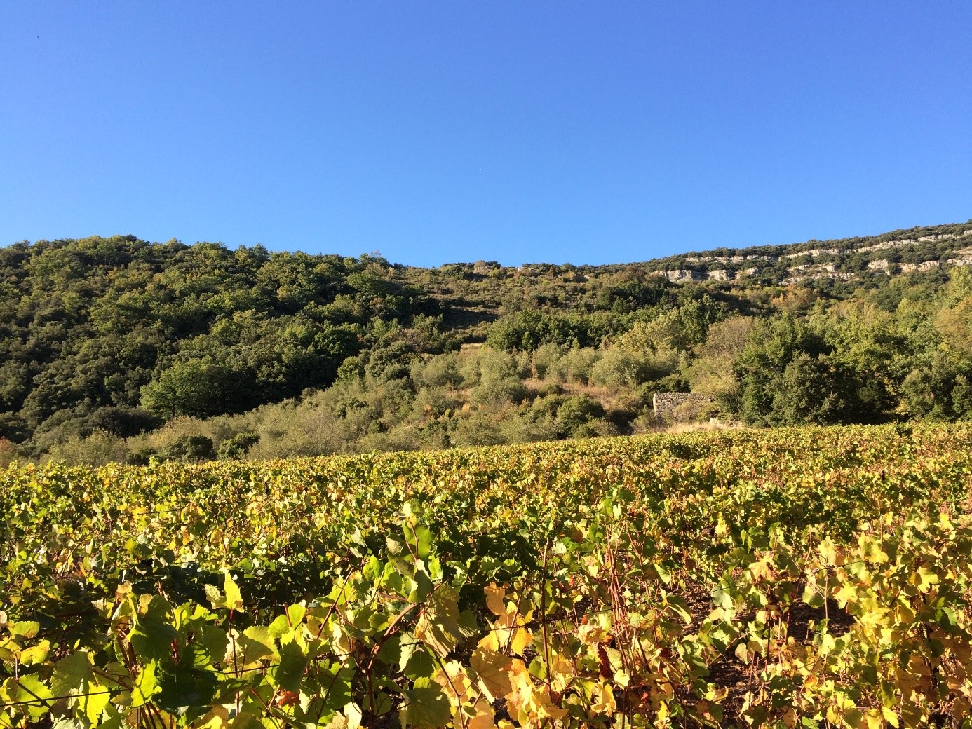 Appellation Hérault