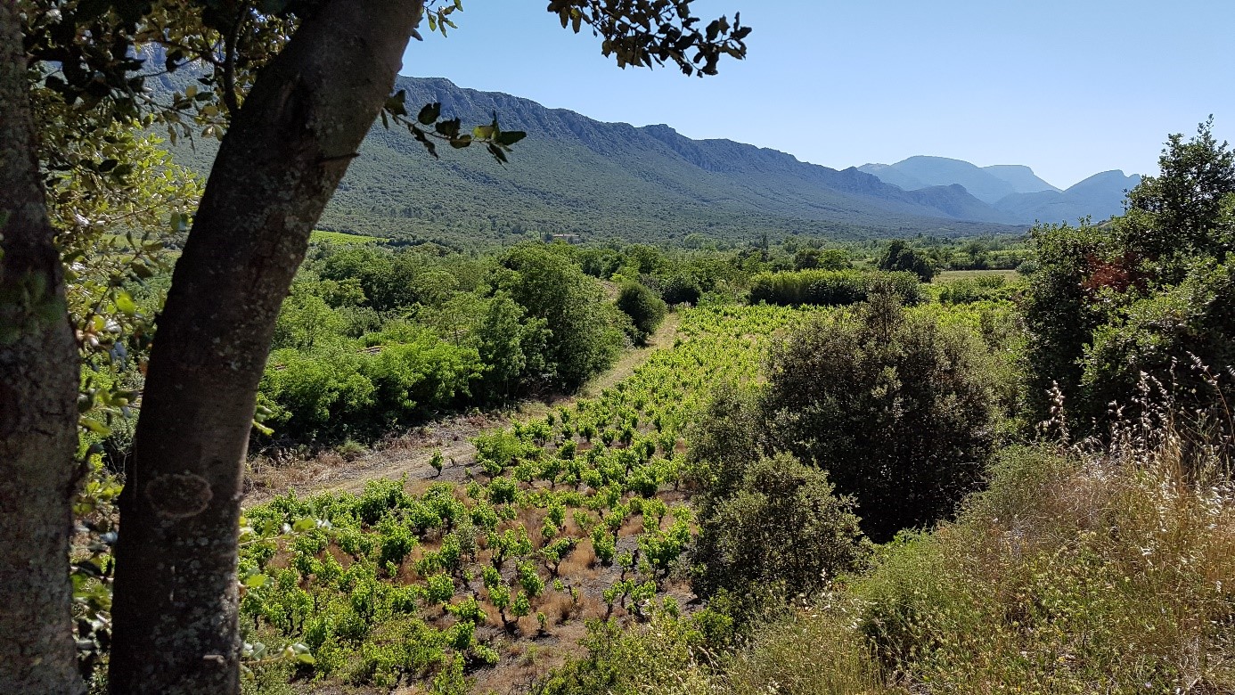 Appellation Languedoc Roussillon