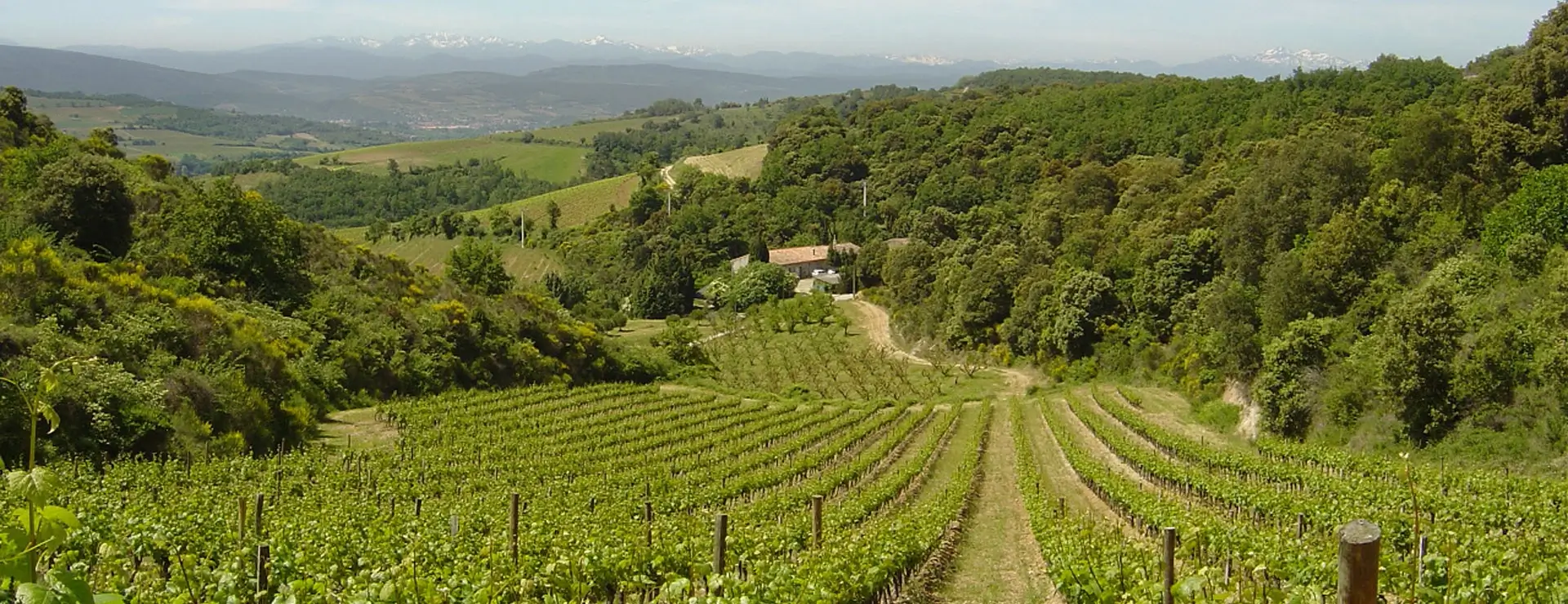 Les Chemins du Sud, agence immobilière spécialisée dans la vente de propriété viticole dans le le sud de la France