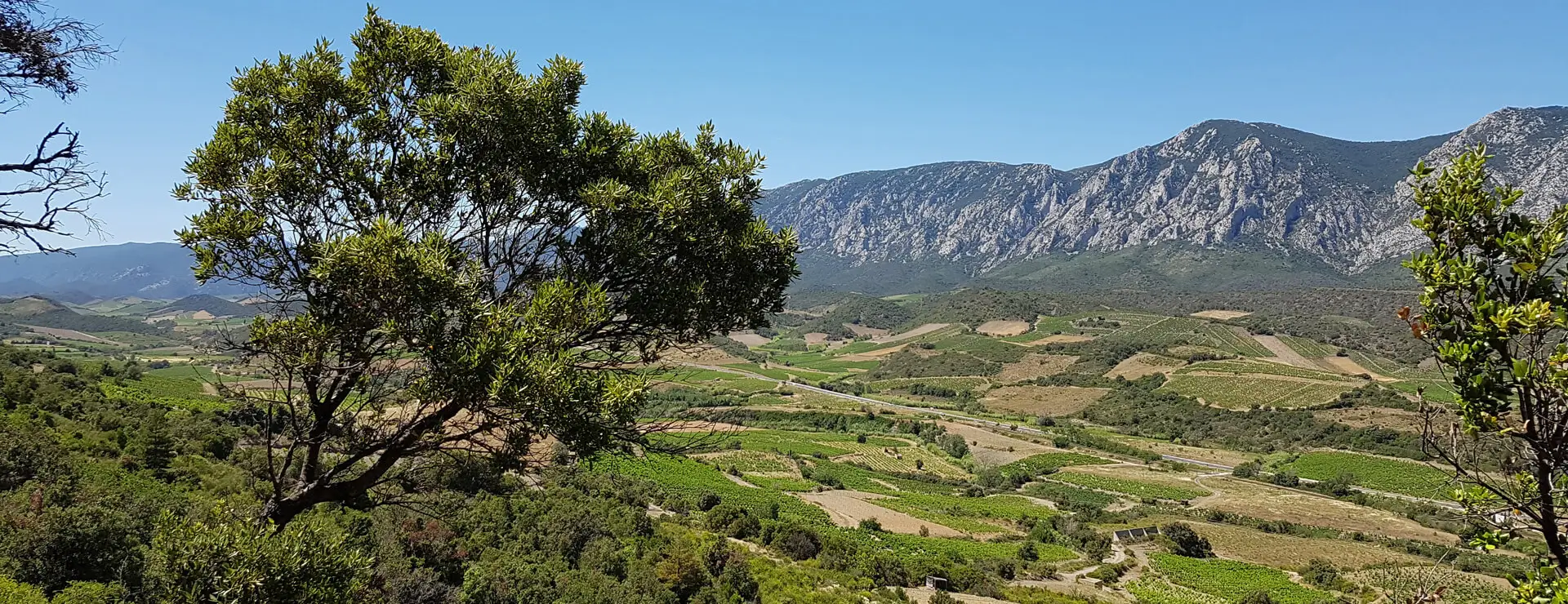 Les Chemins du Sud, agence immobilière spécialisée dans la vente de vignoble et de domaine viticole