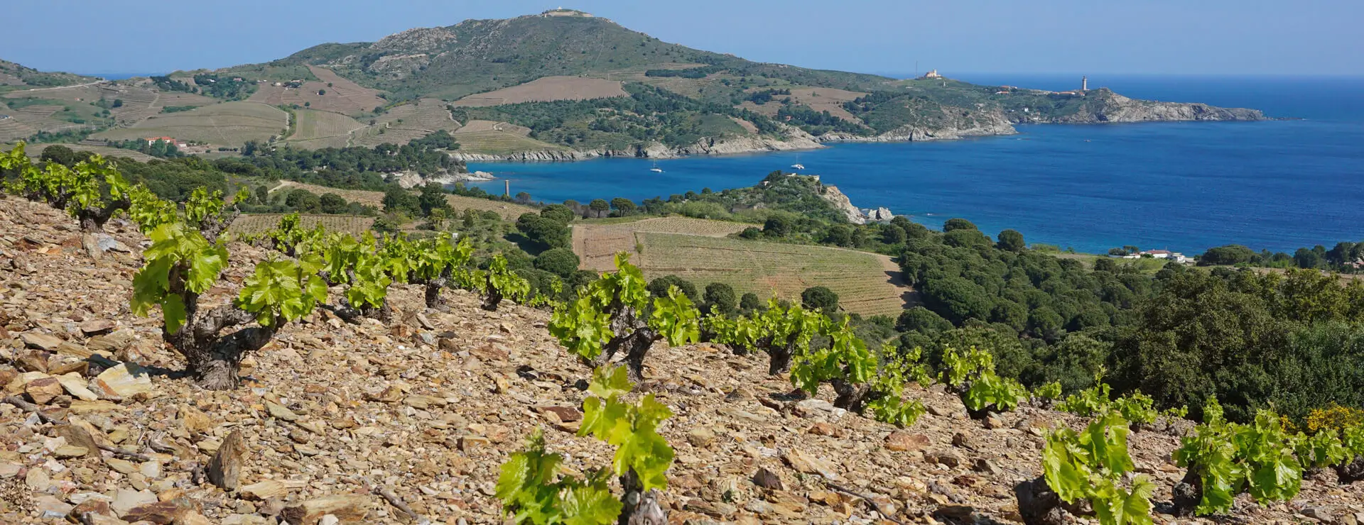 Les Chemins du Sud, agence immobilière spécialisée dans la vente de vignoble en Occitanie