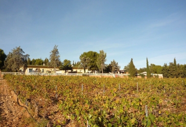 Propriété viticole au milieu des vignes