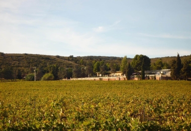 La propriété viticole est adossée à une pinède