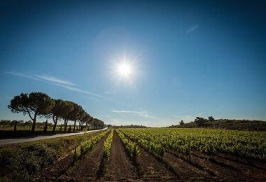 Vigne en AOP Clape