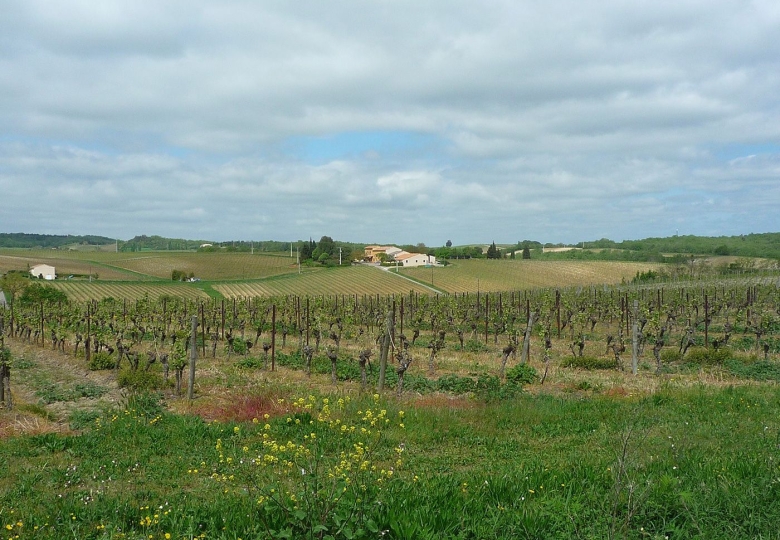 DOMAINE VITICOLE IGP ET AOP 