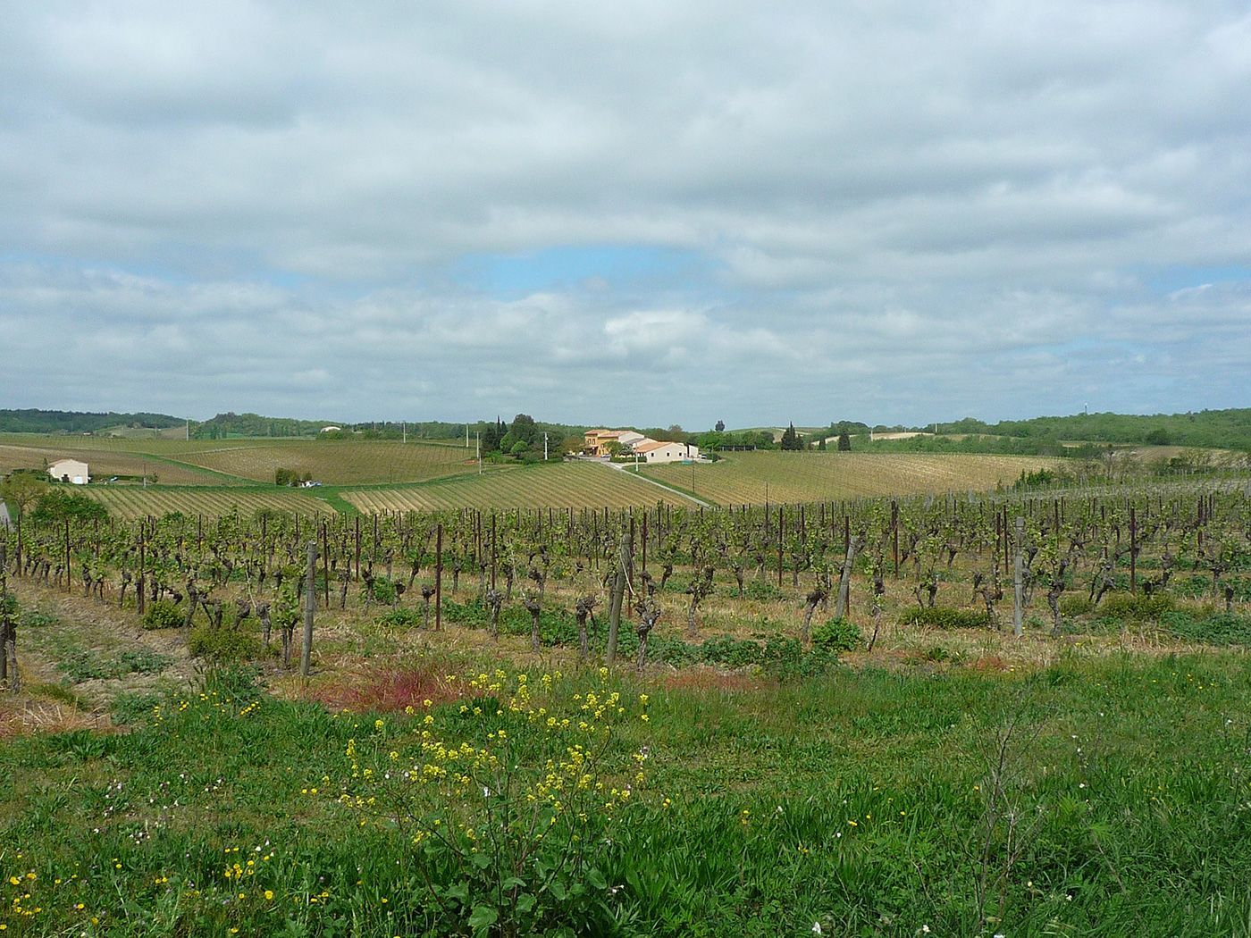 DOMAINE VITICOLE IGP ET AOP 