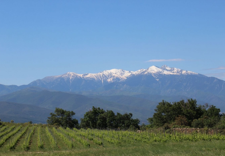 Domaine viticole à vendre sur différents terroirs de schistes et de granites