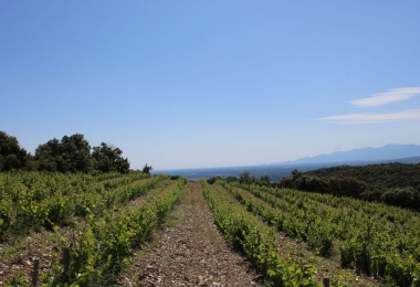 Vignoble en AOP côtes du Roussillon