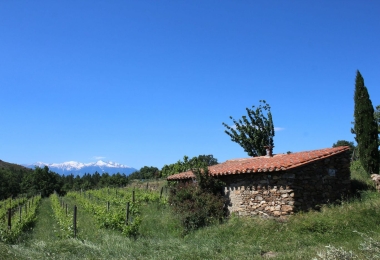 Vignoble sur différents terroirs