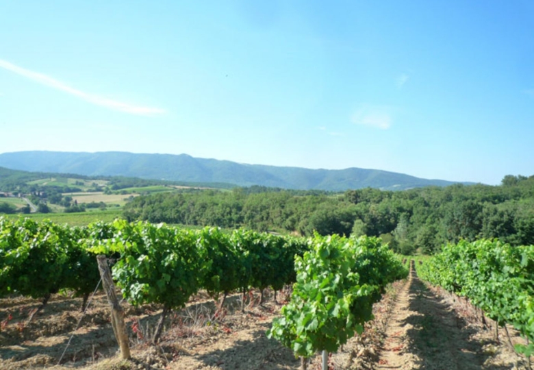 Vignoble à vendreen  AOP Limoux et  IGP Coteaux de la Cité de Carcassonne en Languedoc en biens de village 