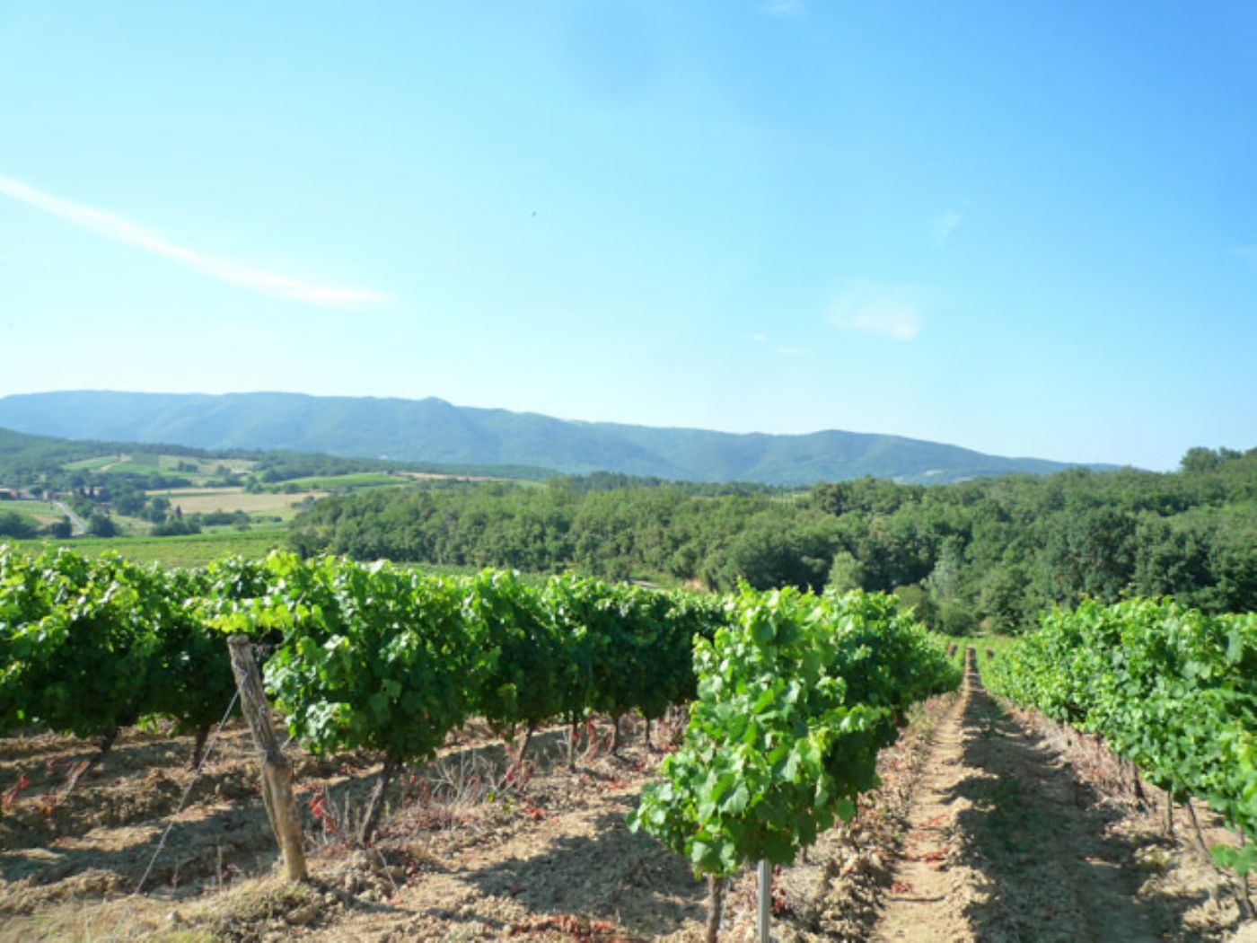 Vignoble à vendreen  AOP Limoux et  IGP Coteaux de la Cité de Carcassonne en Languedoc en biens de village 