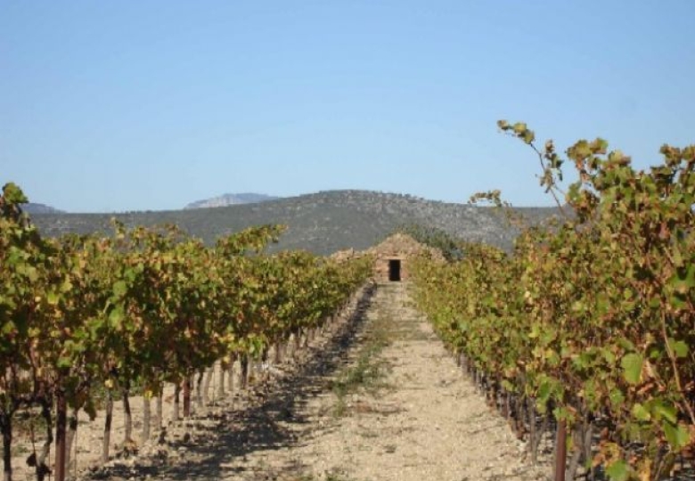 Bon outil professionnel composé de 14h23a21ca de belles vignes. 