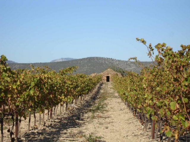 Bon outil professionnel composé de 14h23a21ca de belles vignes. 