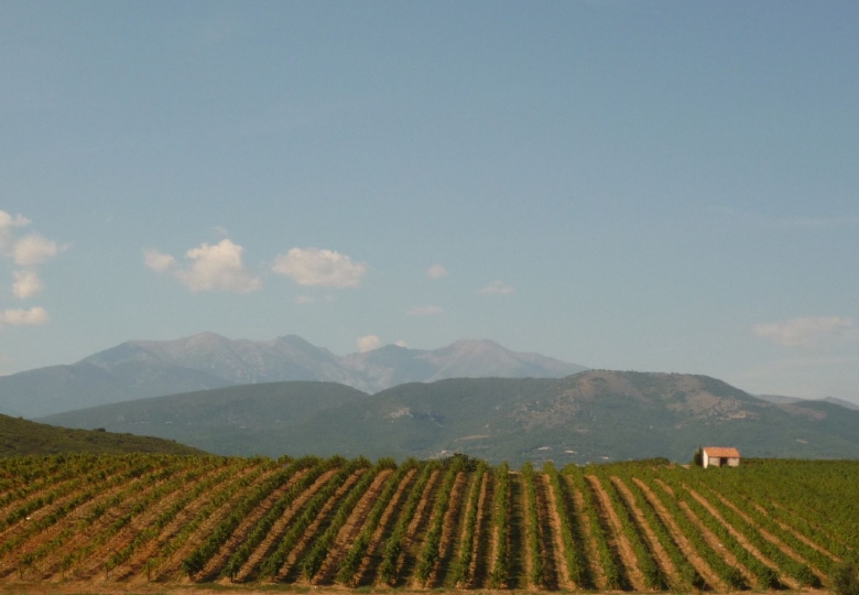 Superbe domaine viticole à vendre en AOP Cotes du Roussillon Aspres AOP Rivesaltes et IGP