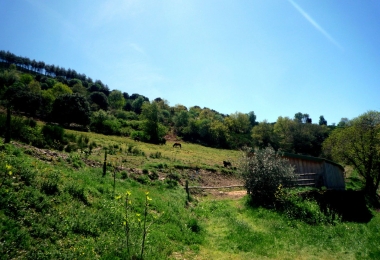 Parc animalier clôturé sur 25 hectares