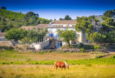 Domaine viticole à vendre avec belle maison de caractère