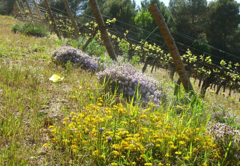 Vignoble en AOP Saint Chinian à vendre dans l#qHérault