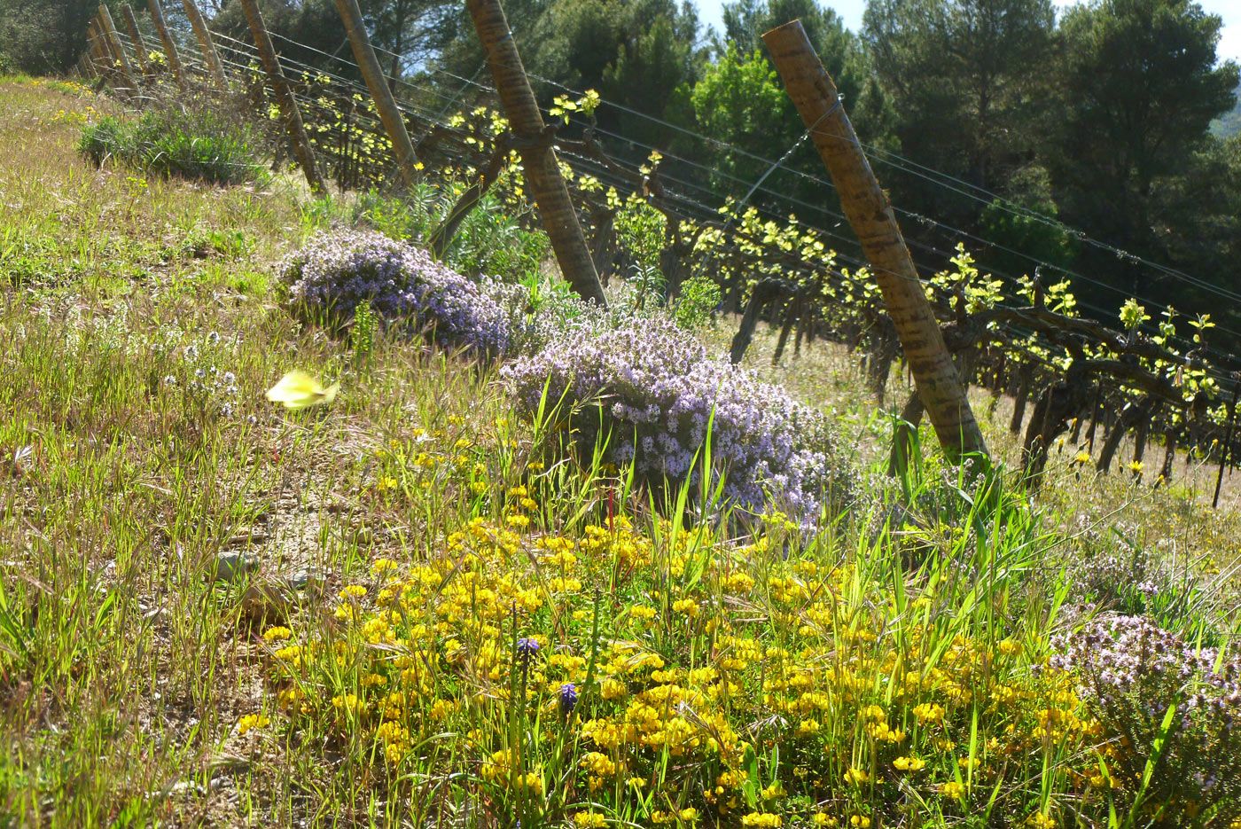 Vignoble en AOP Saint Chinian à vendre dans l#qHérault