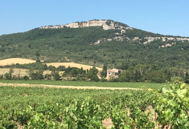 Domaine viticole à vendre en Languedoc