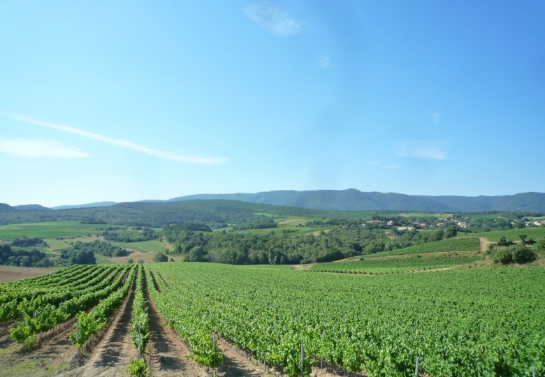 Vignoble à vendre en AOP Limoux et IGP