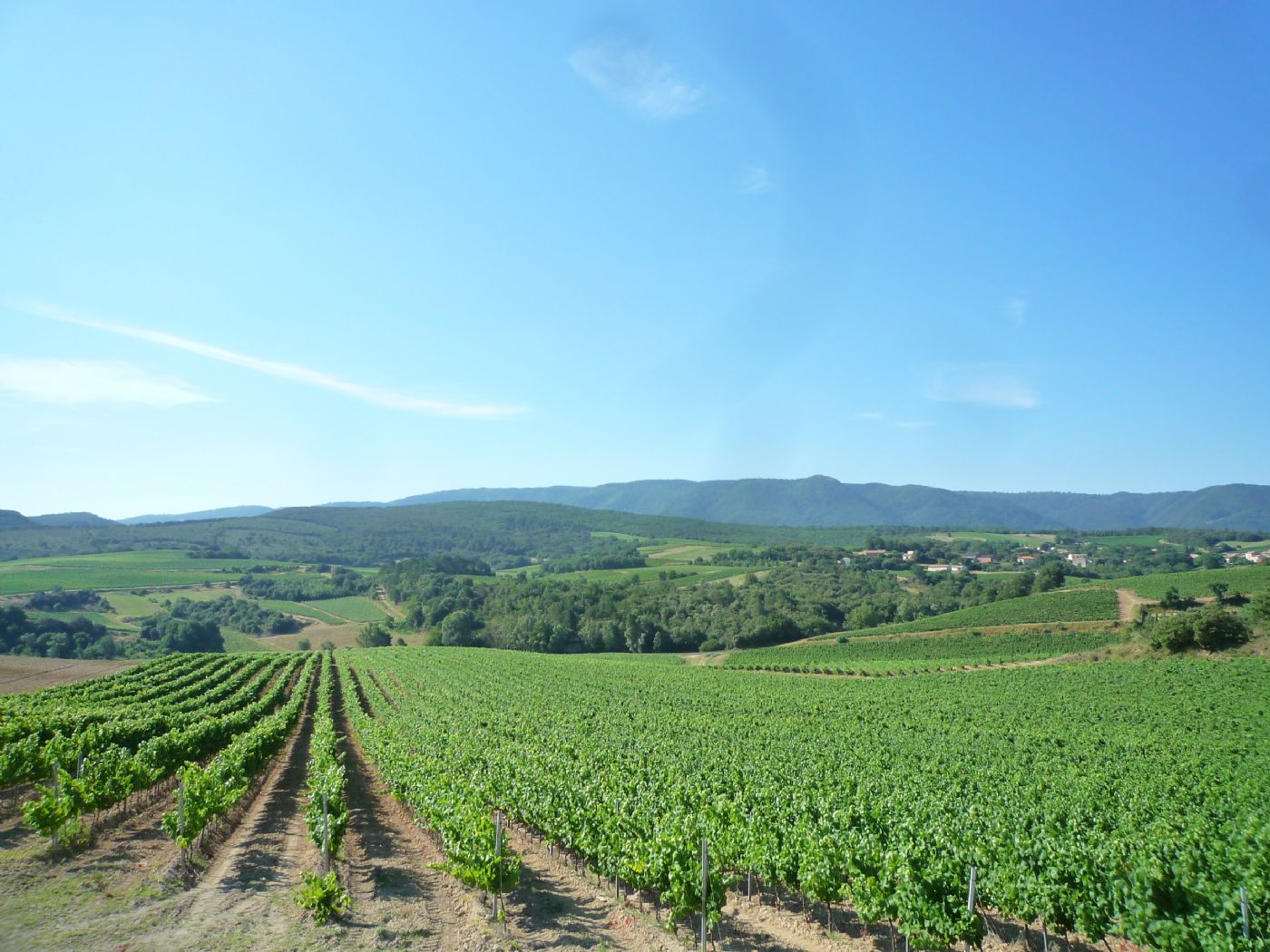 Vignoble à vendre en AOP Limoux et IGP