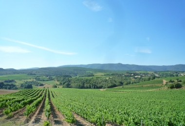 Achat domaine viticole en Languedoc