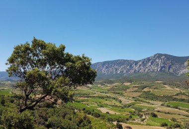 Achat vignoble d#qaltitude en Languedoc