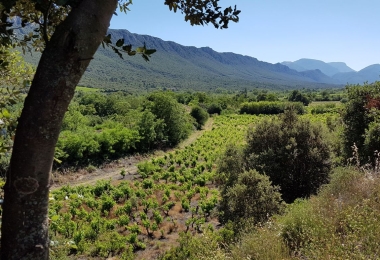 Achat vignoble en Languedoc