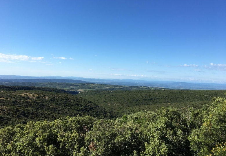 Vue générale du domaine viticole en Languedoc