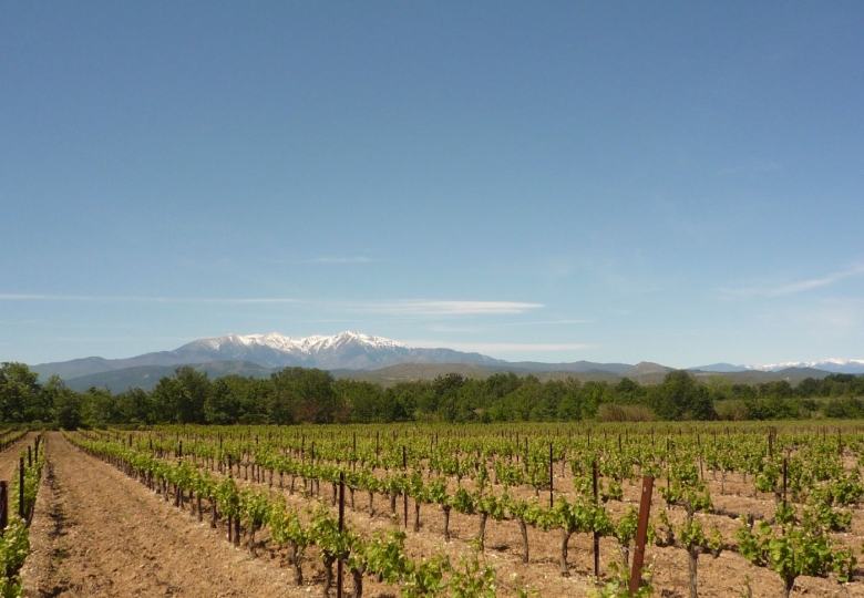 Vignoble à vendre au coeur des Aspres