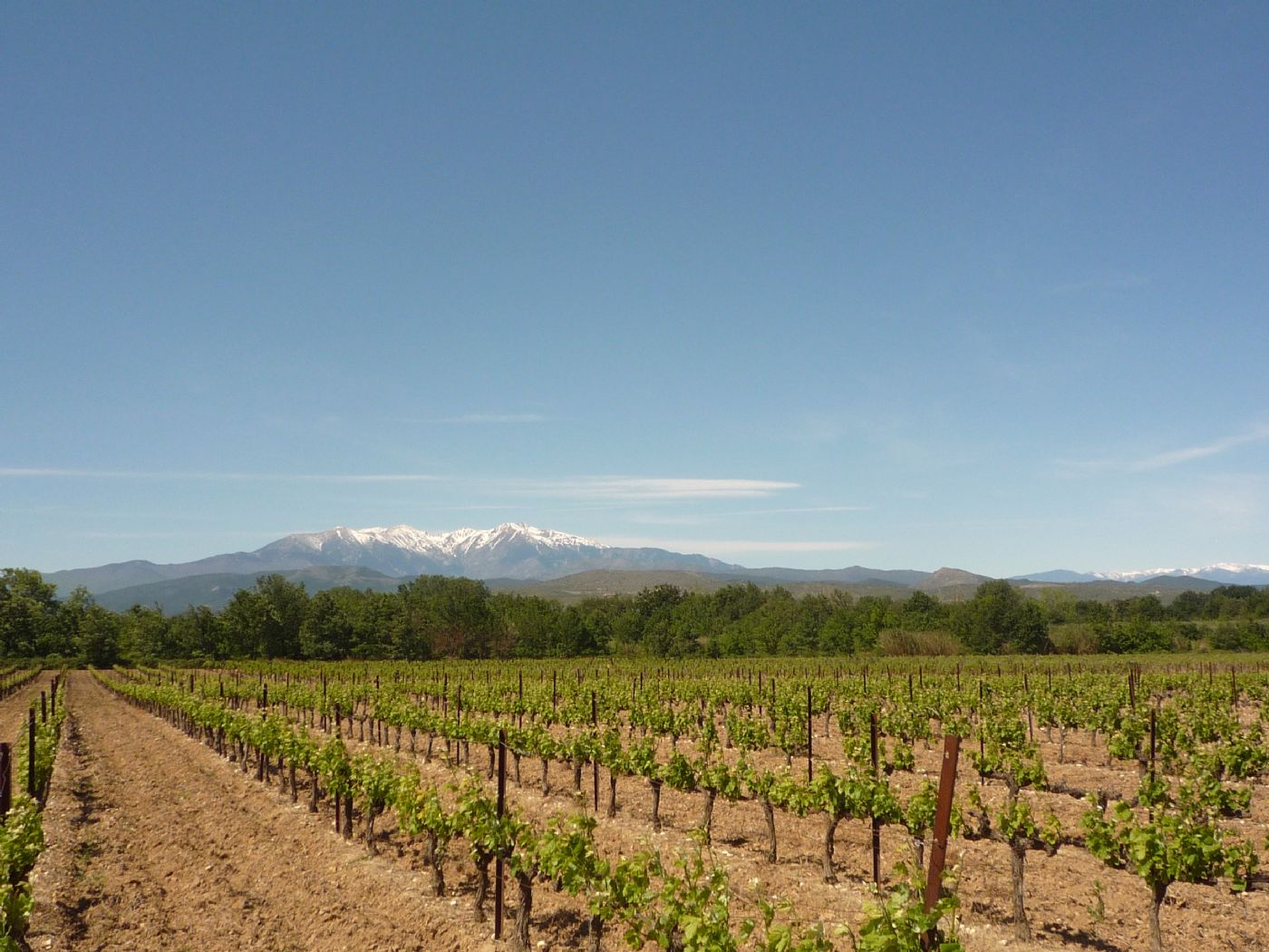 Vignoble à vendre au coeur des Aspres