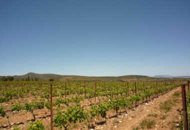 Achat magnifique vignoble au coeur des Aspres