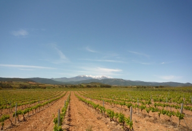 Vignoble à vendre en AOP Muscat de Rivesaltes