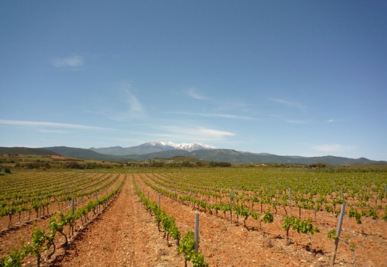 Vignoble à vendre en AOP Roussillon