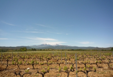 Vignoble à vendre en parfait état cultural