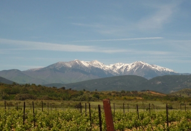 Vignoble à vendre proche de Perpignan au coeur des Aspres