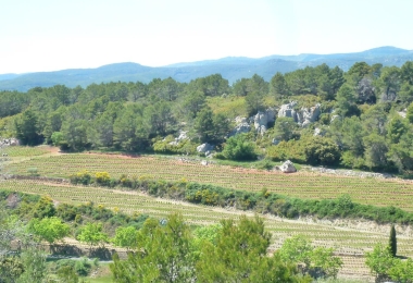 Vignes bien encépagées en culture biologique et biodynamie