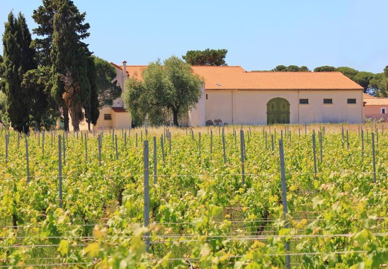 Domaine viticole à vendre en Languedoc