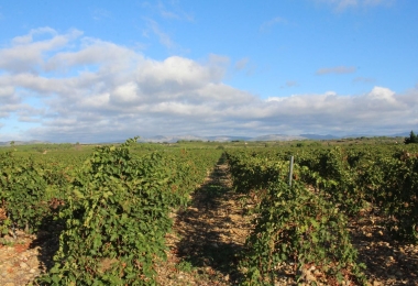 vignes en très bon état cultural bien encépagées