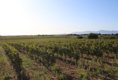 Vignoble bien encépagées en AOP Côtes du Roussillon