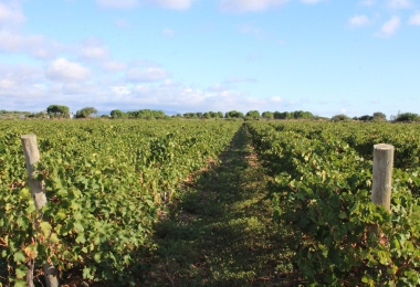 Vignoble bien encépagées en Muscat de Rivesaltes