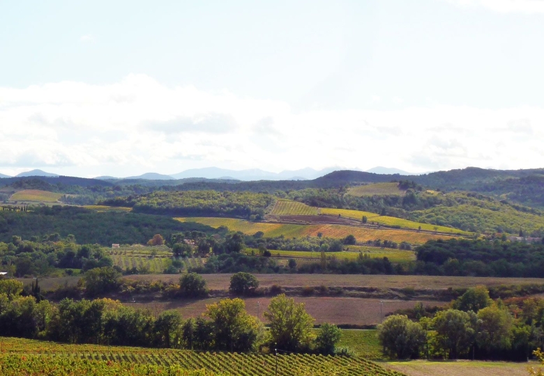 Vue des vignes, domaine Viticole à vendre en Languedoc AOP.