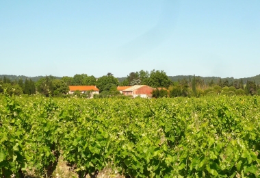 Vue des vignes d#qun charmant domaine viticole en Languedoc