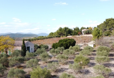 Vente charmant domaine viticole et oléicole dans l'Hérault 