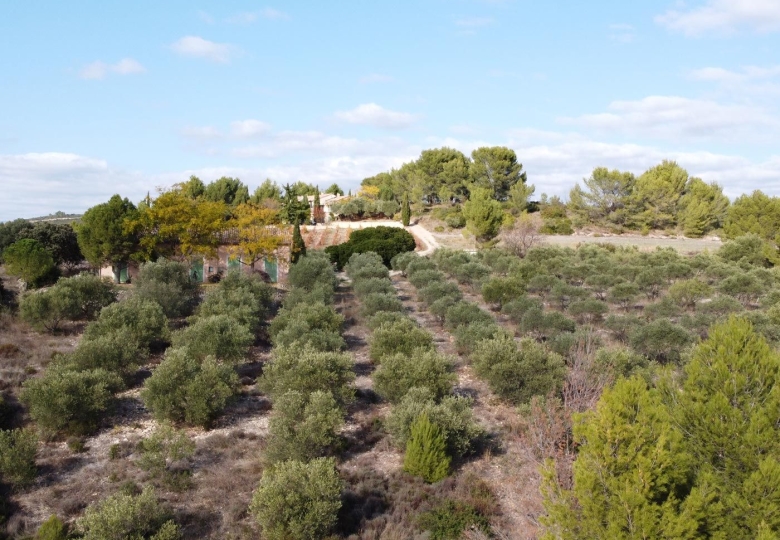 Vente charmant domaine viticole et oléicole dans l'Hérault 