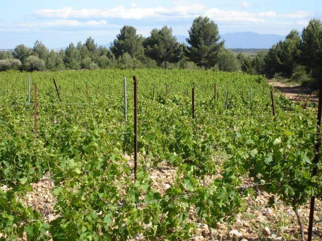 Sur un très joli terroir de l'A.O.C. Minervois. 