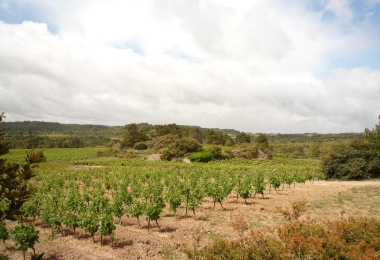 Beau vignoble à Vendre en Languedoc.