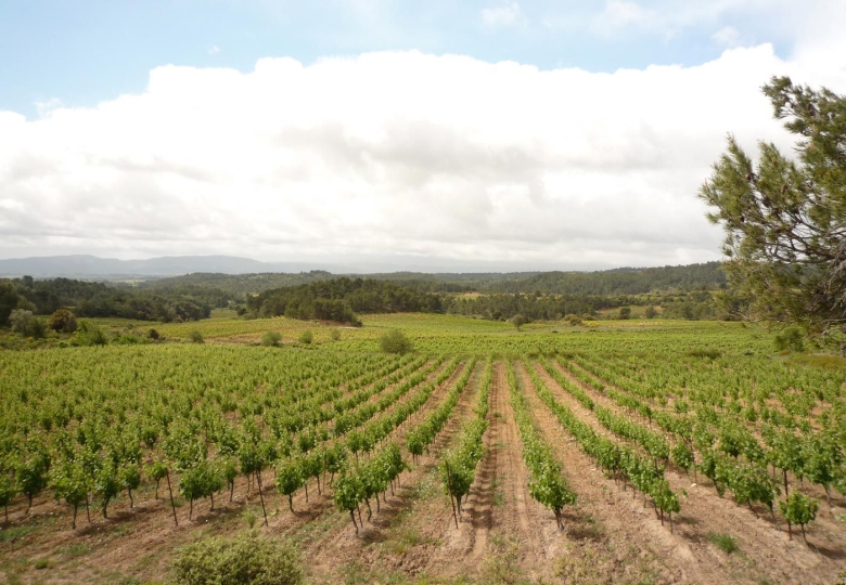 Beau vignoble en Languedoc.