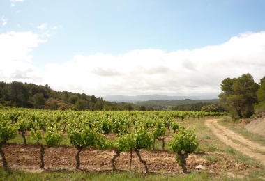 Vignes encépagées en AOP Minervois