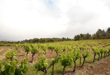 Vignes bien encépagées en AOP Minervois